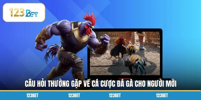 Câu hỏi thường gặp về cá cược đá gà cho người mới